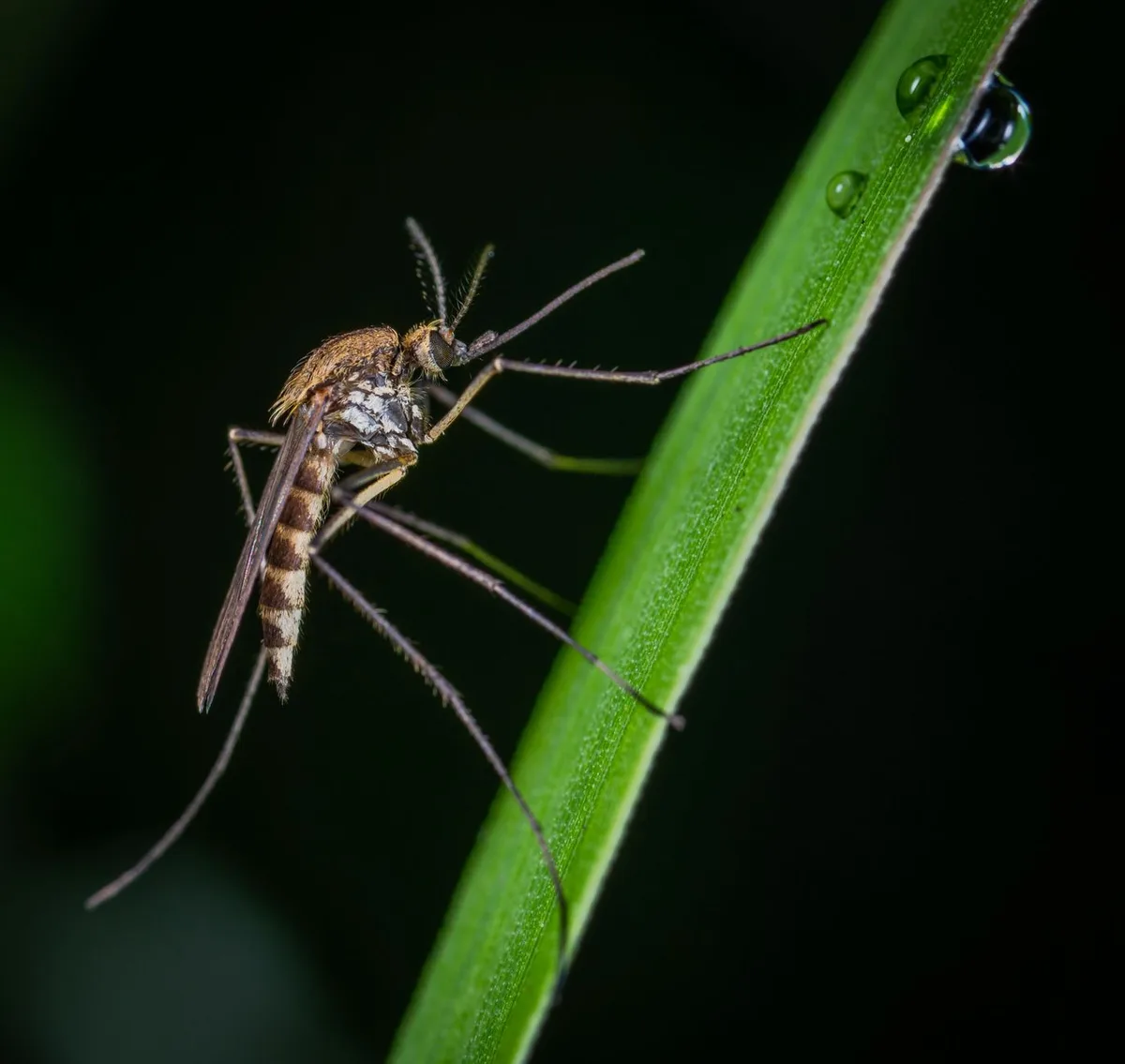 mosquito breeding site