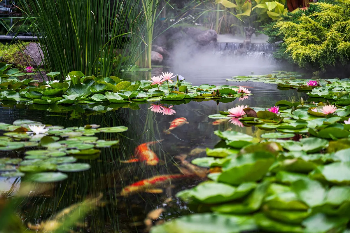 mosquito breeding site standing water