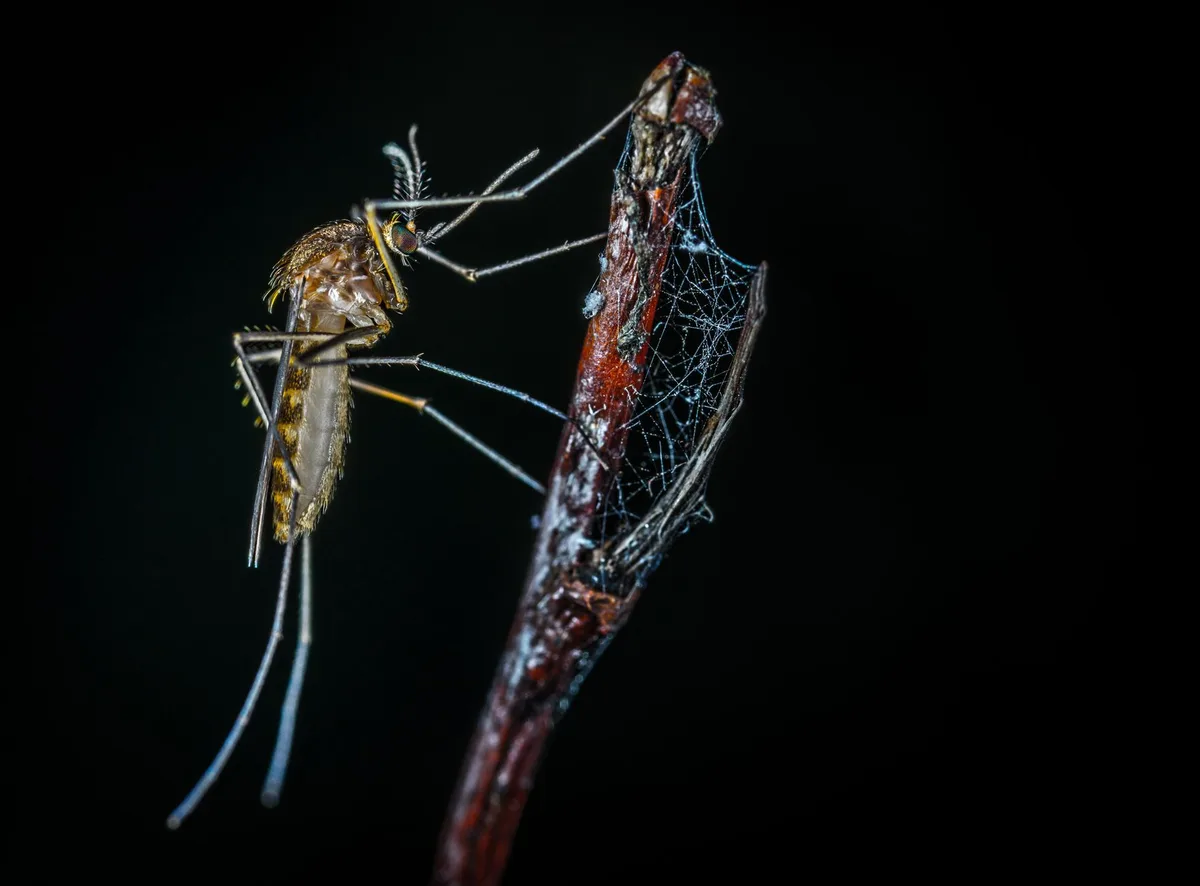 Mosquito breeding standing water