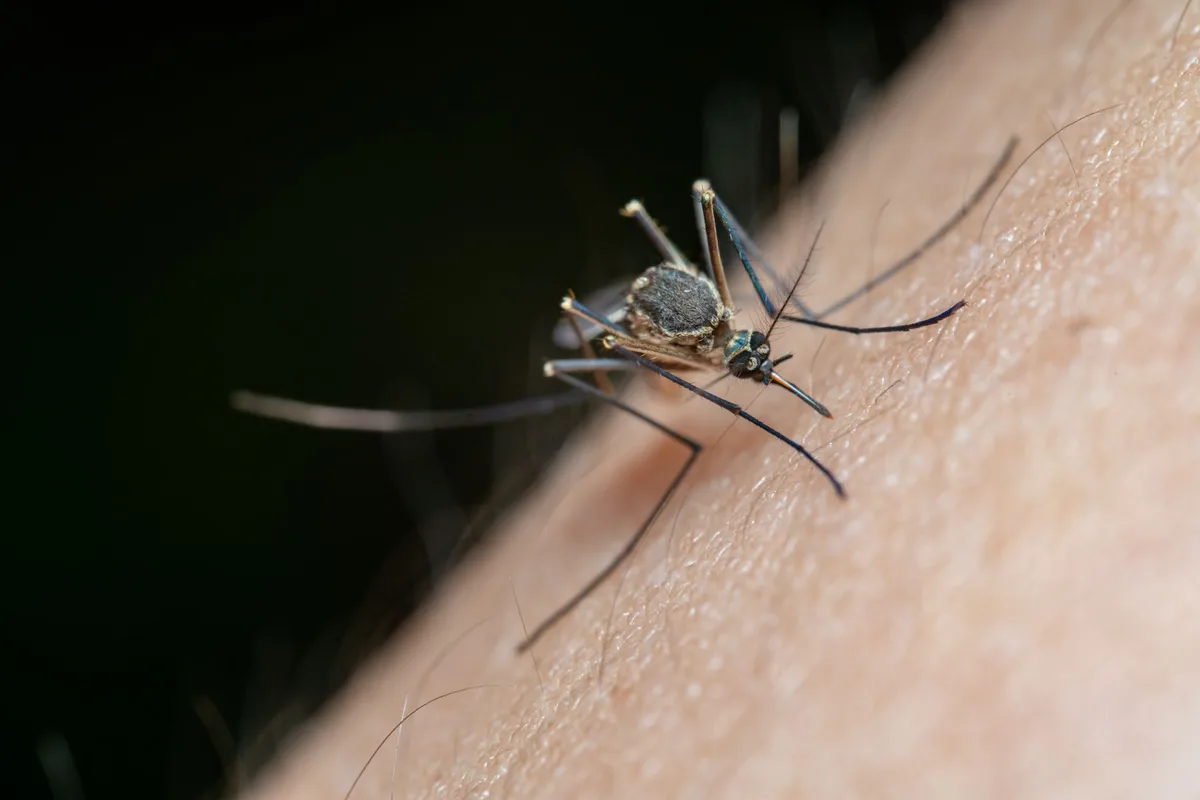 mosquito life cycle diagram labeled