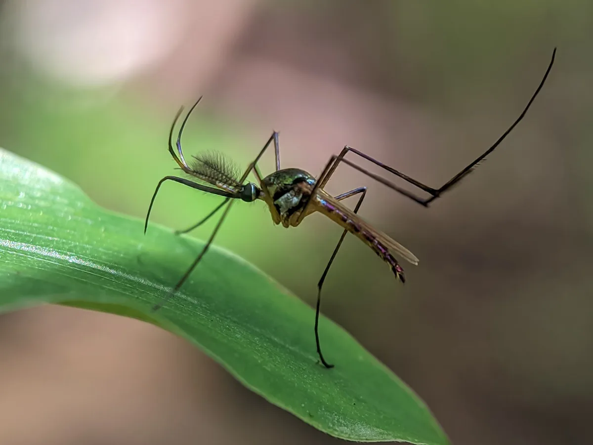 mosquito life cycle temperature thresholds