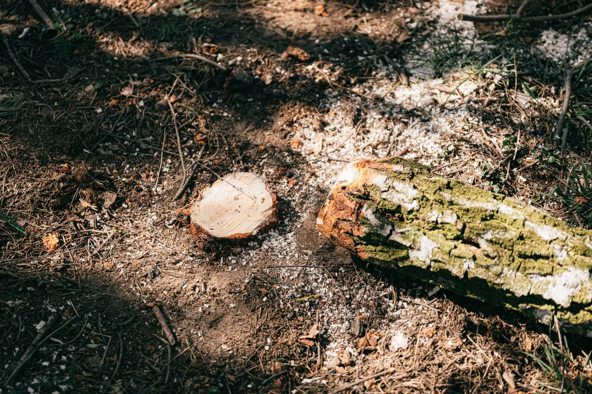 mulch volcano around tree trunk