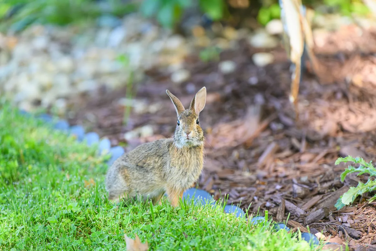 Mulching vs Bagging Grass Clippings