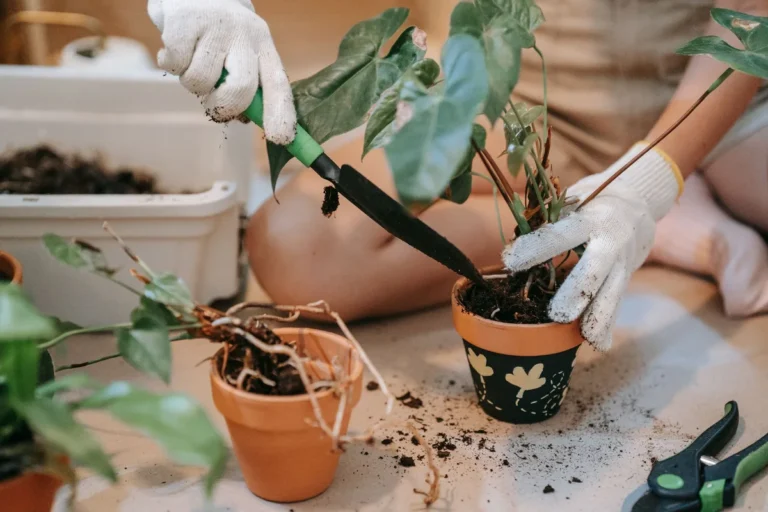 Must Have Gardening Tools for Beginners