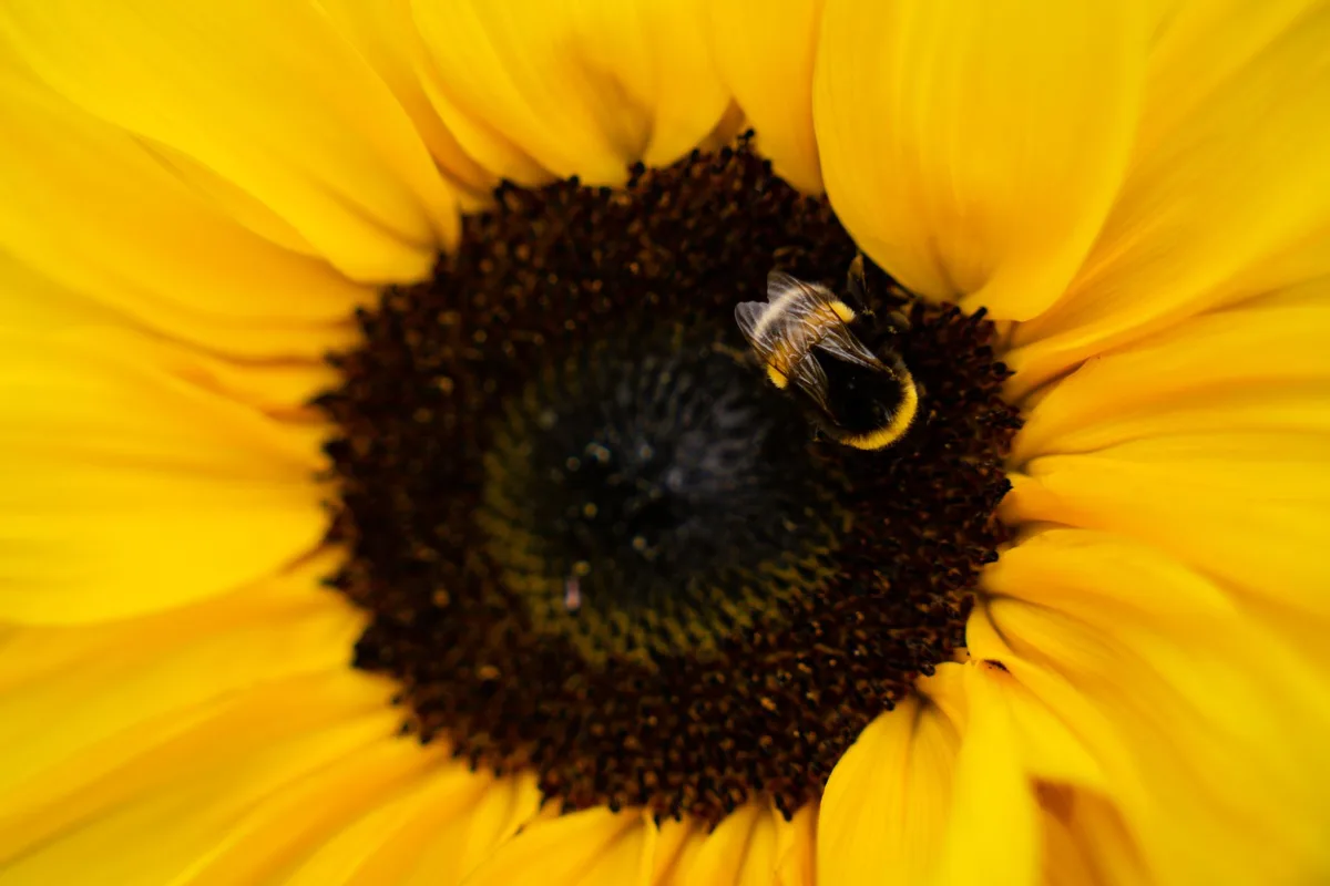 native bee on sunflower