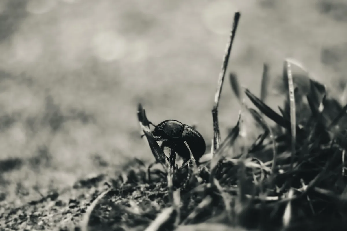 Natural Predators for Lawn Pests