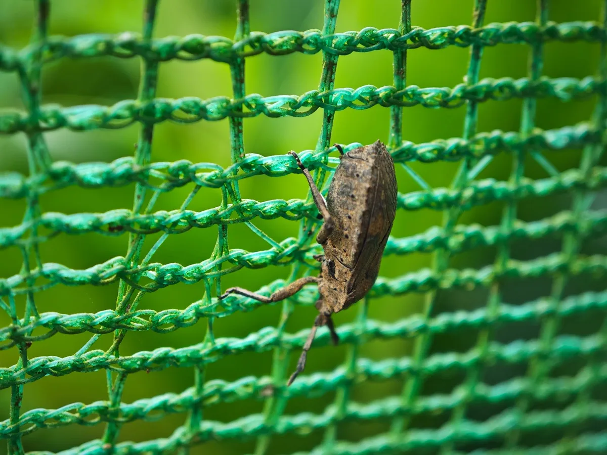 neem oil spray vs garden netting