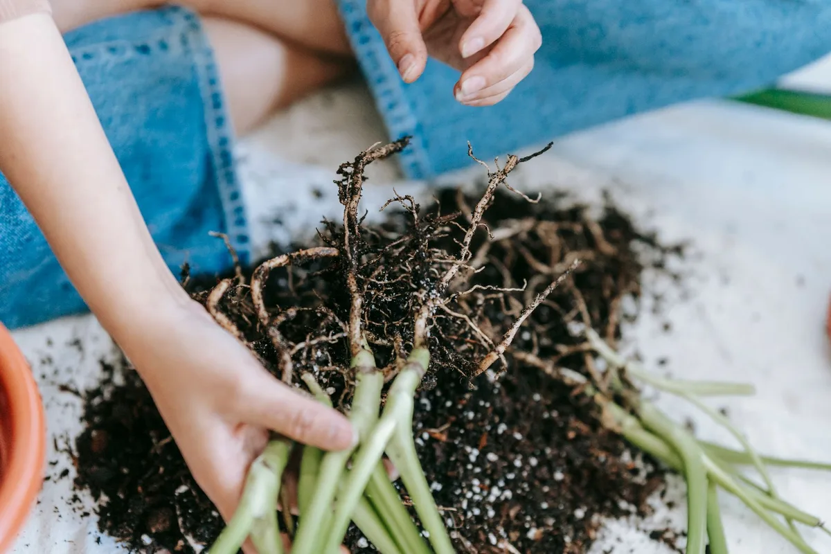 nitrogen salt effect grass roots