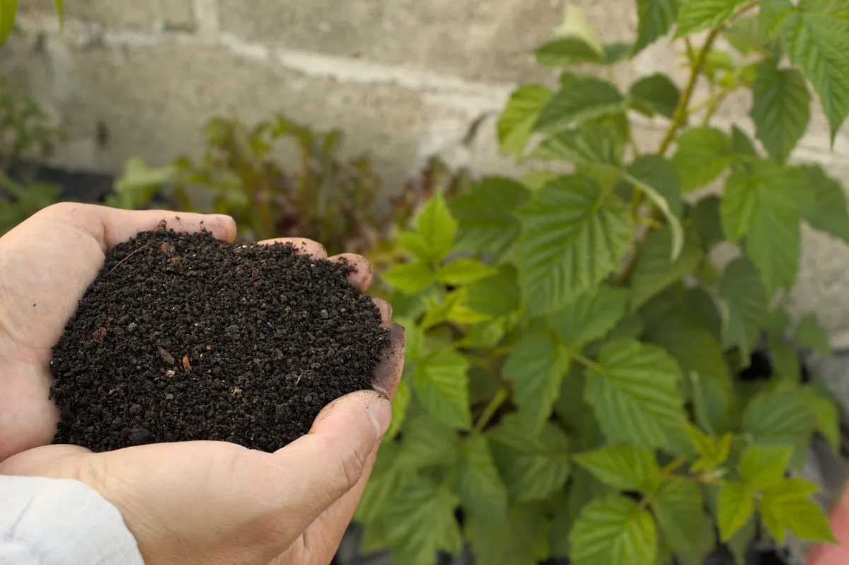 nutrient lockout and toxicity