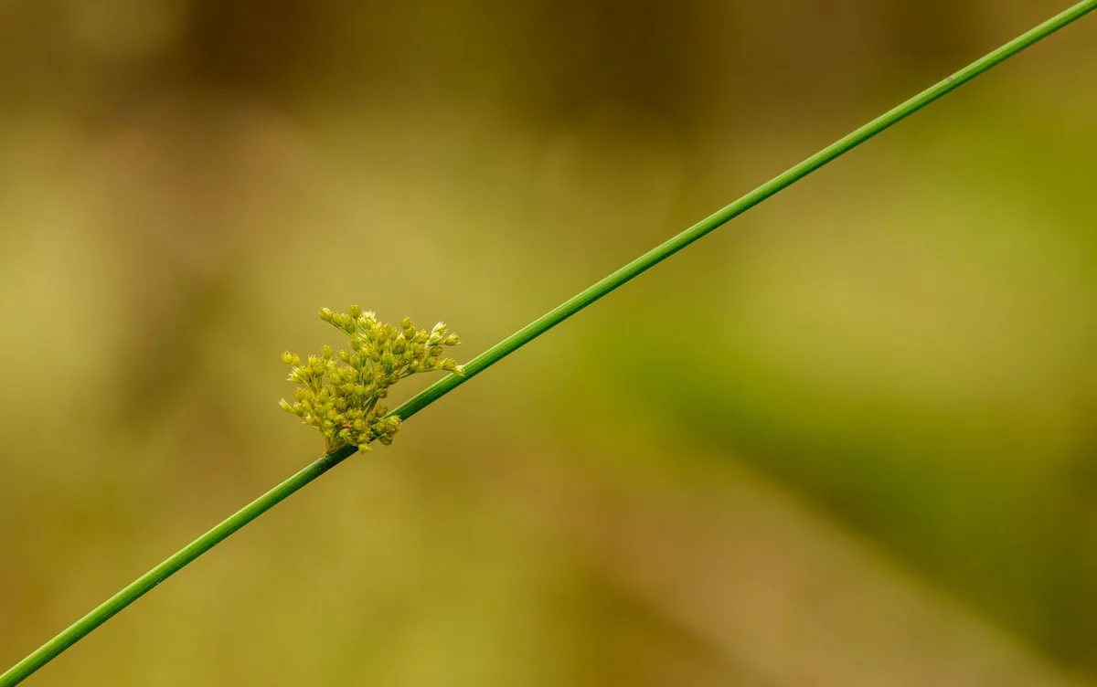 Nutsedge triangular stem identification