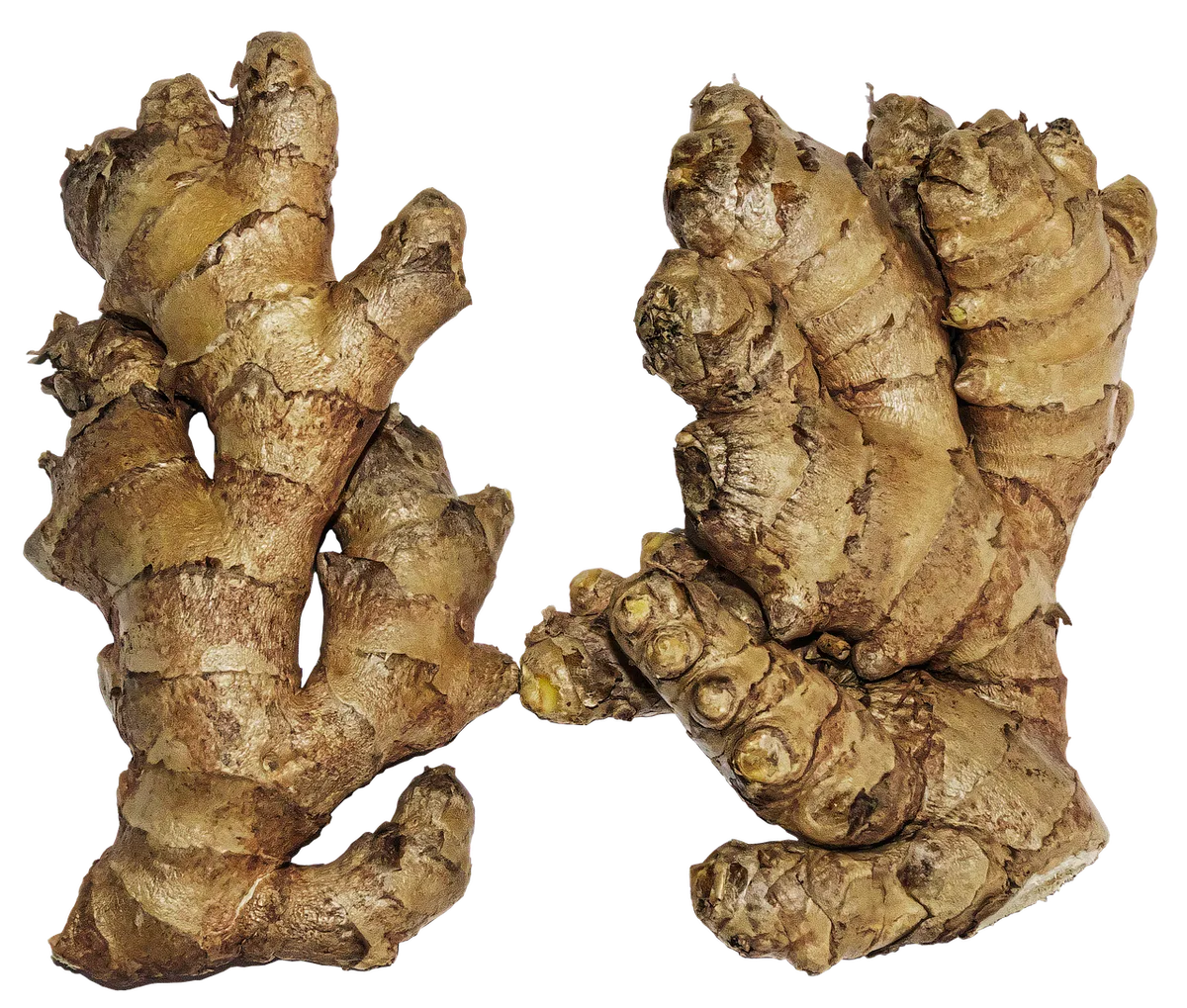 Nutsedge tuber and rhizome system