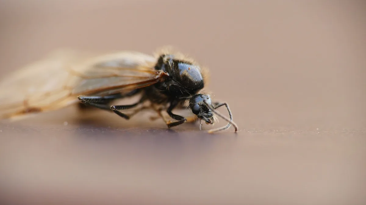 odorous house ant identification