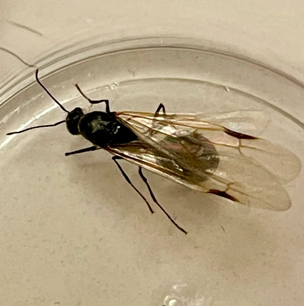 Odorous house ant