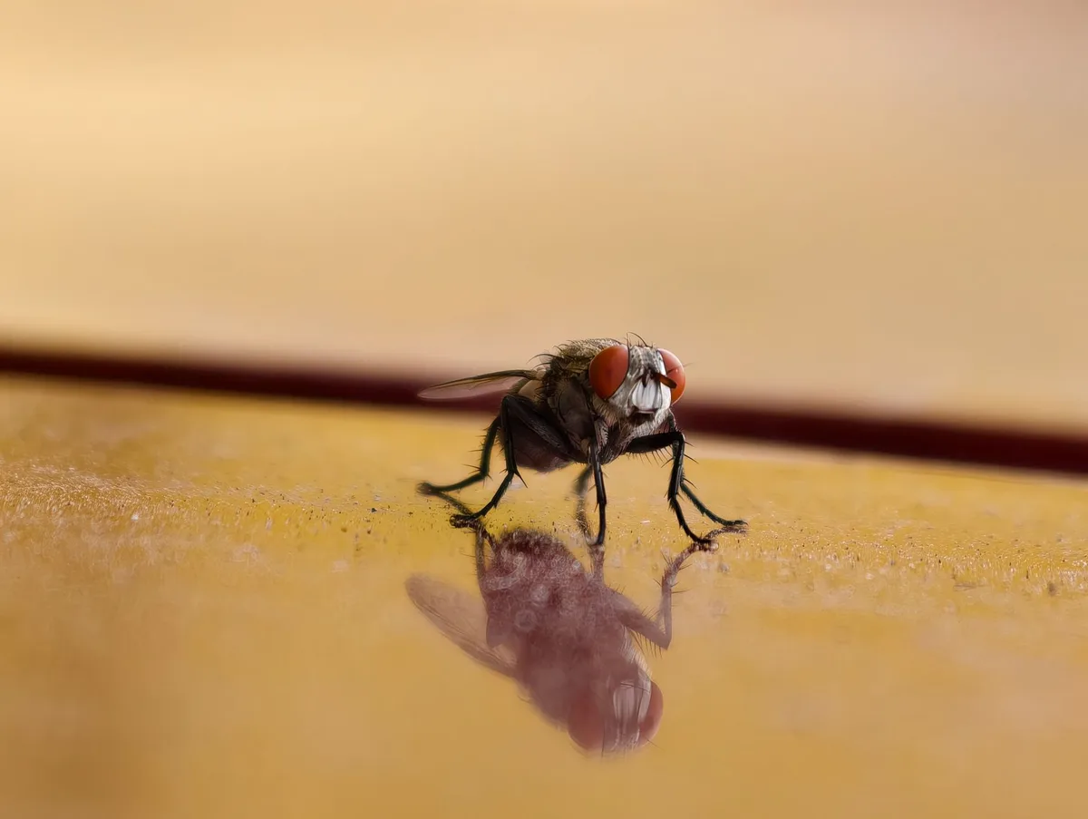 organic vs chemical pest control pros cons