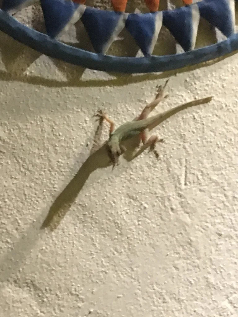outdoor light bulb attracting bugs