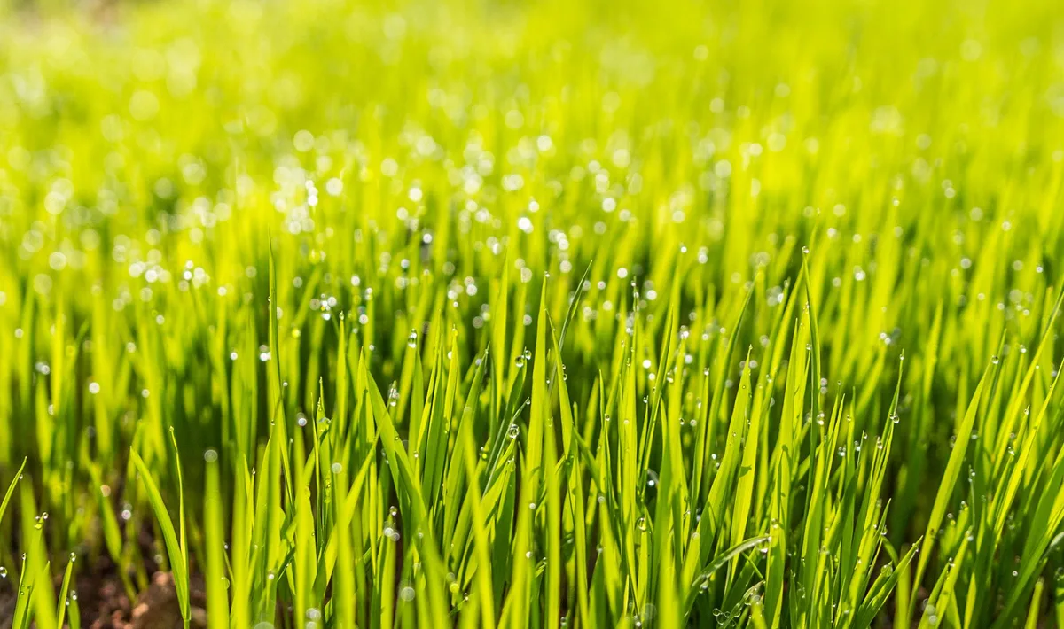 Over‑watering lawn mistake