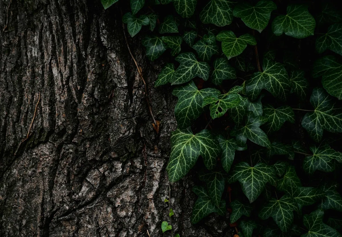 overmulching tree trunk