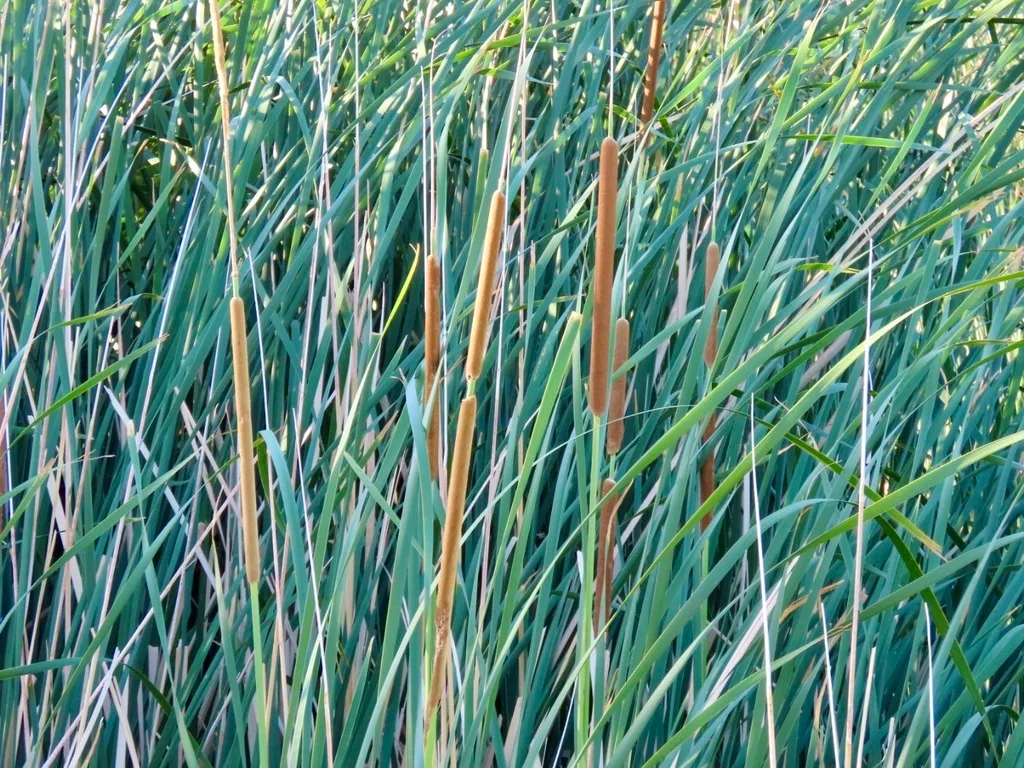 overseeding lawn repair