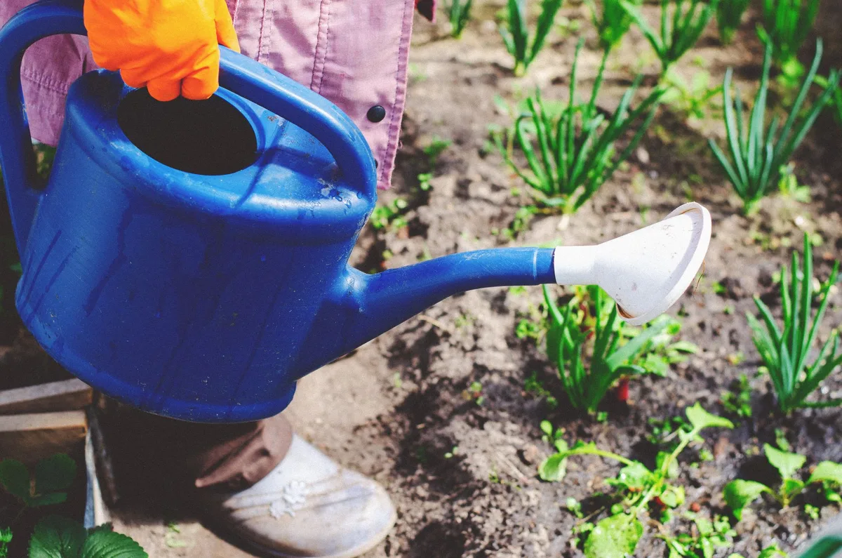 overwatering lawn