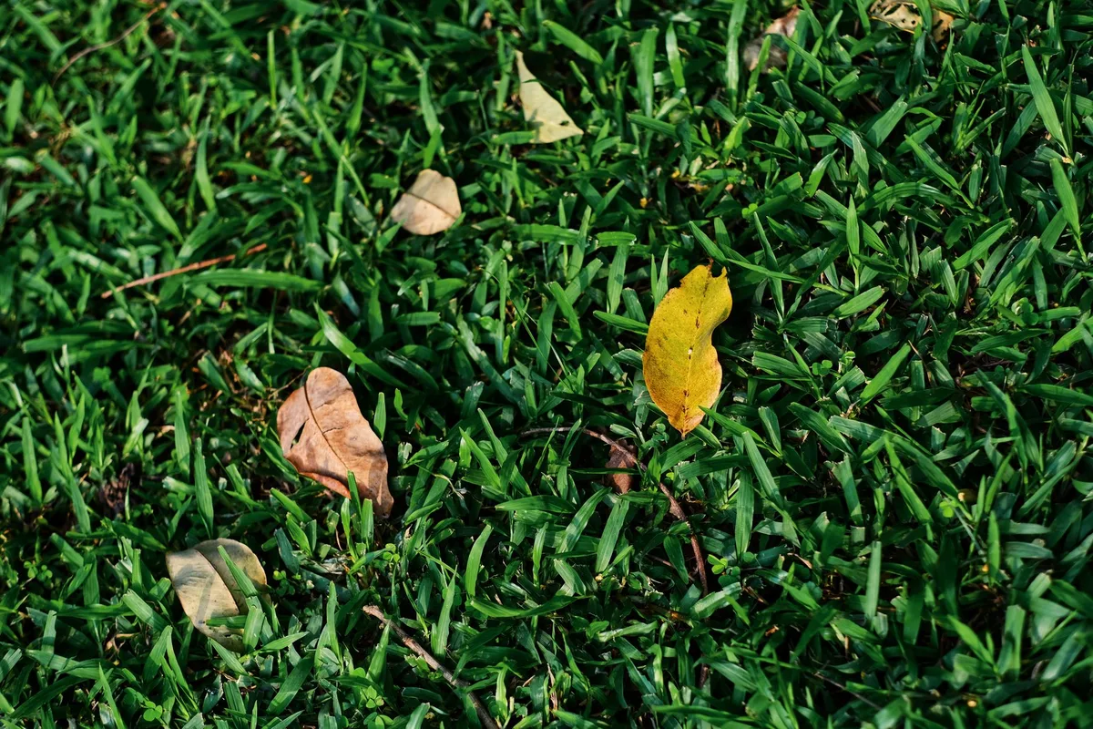 Pale hungry lawn