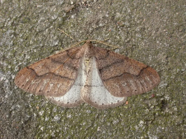 pantry moth identification