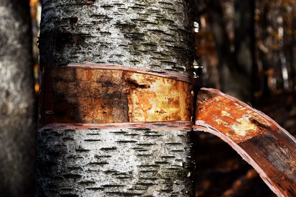 peeling bark revealing borer galleries