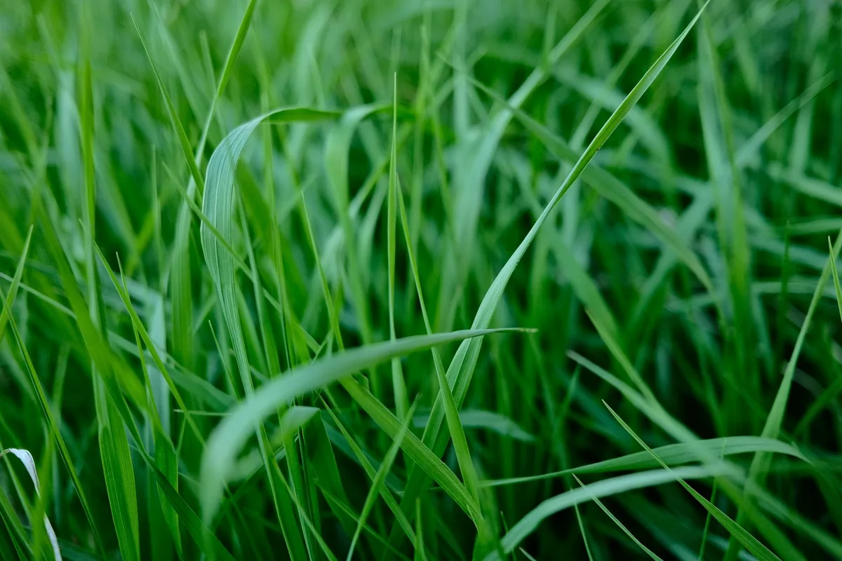 perennial ryegrass tall fescue comparison