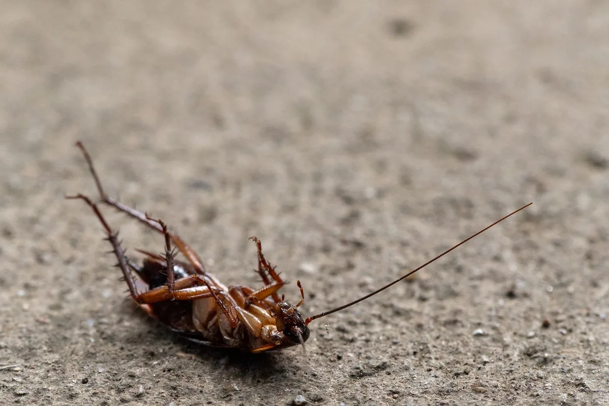 pest identification