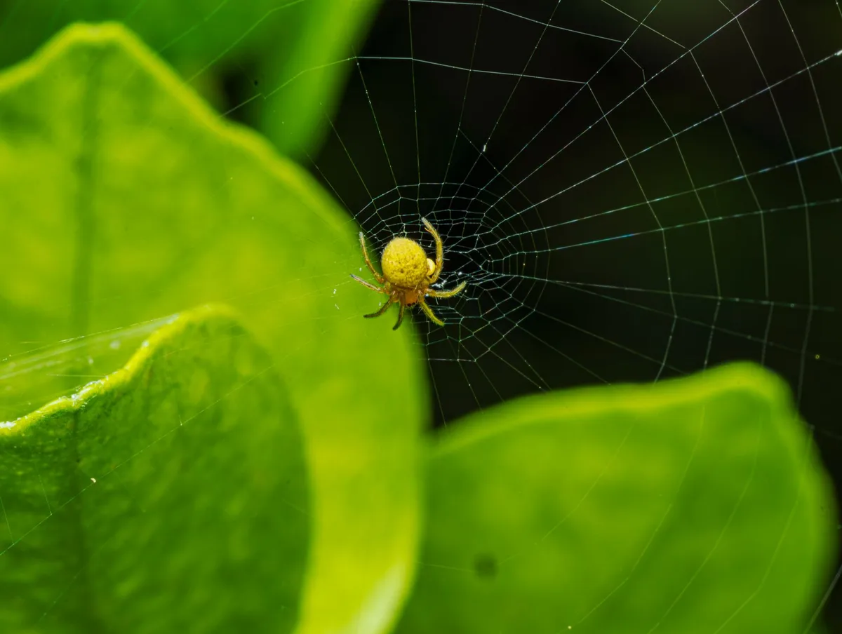 pest monitoring trap