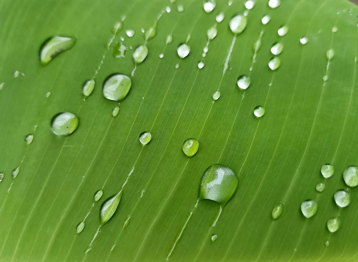 pesticide degradation UV rain