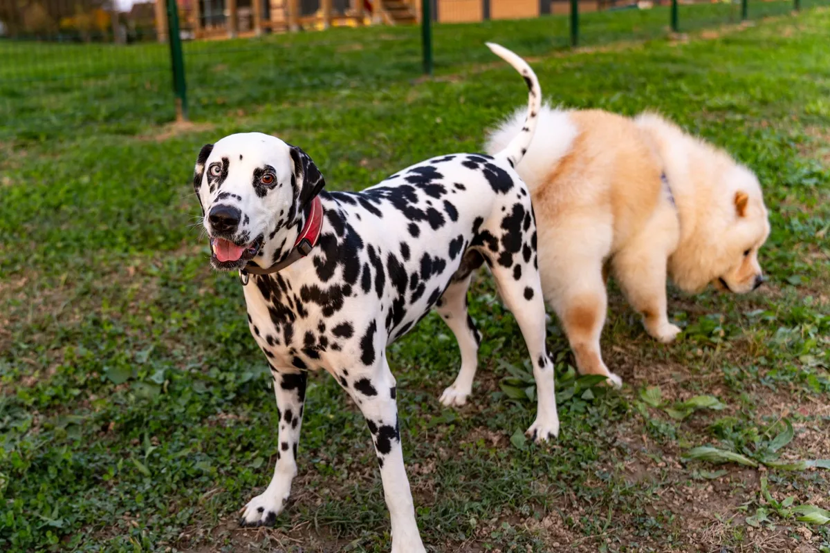 Pet urine spots on lawn