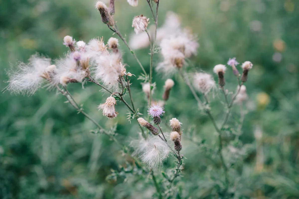 pigweed flowering and seed development stages