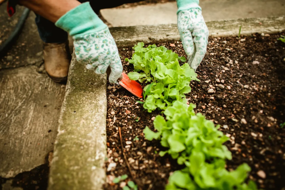 planting calendar by zone