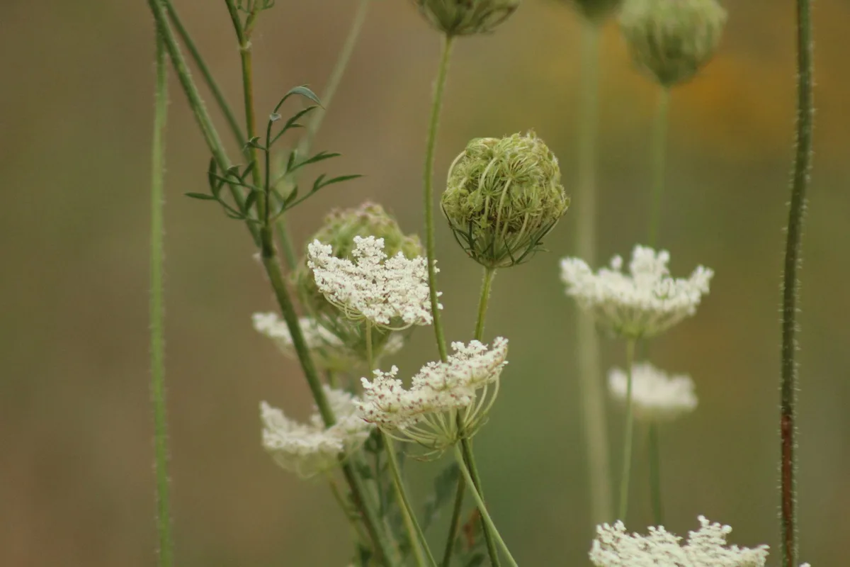 poison hemlock wild carrot comparison