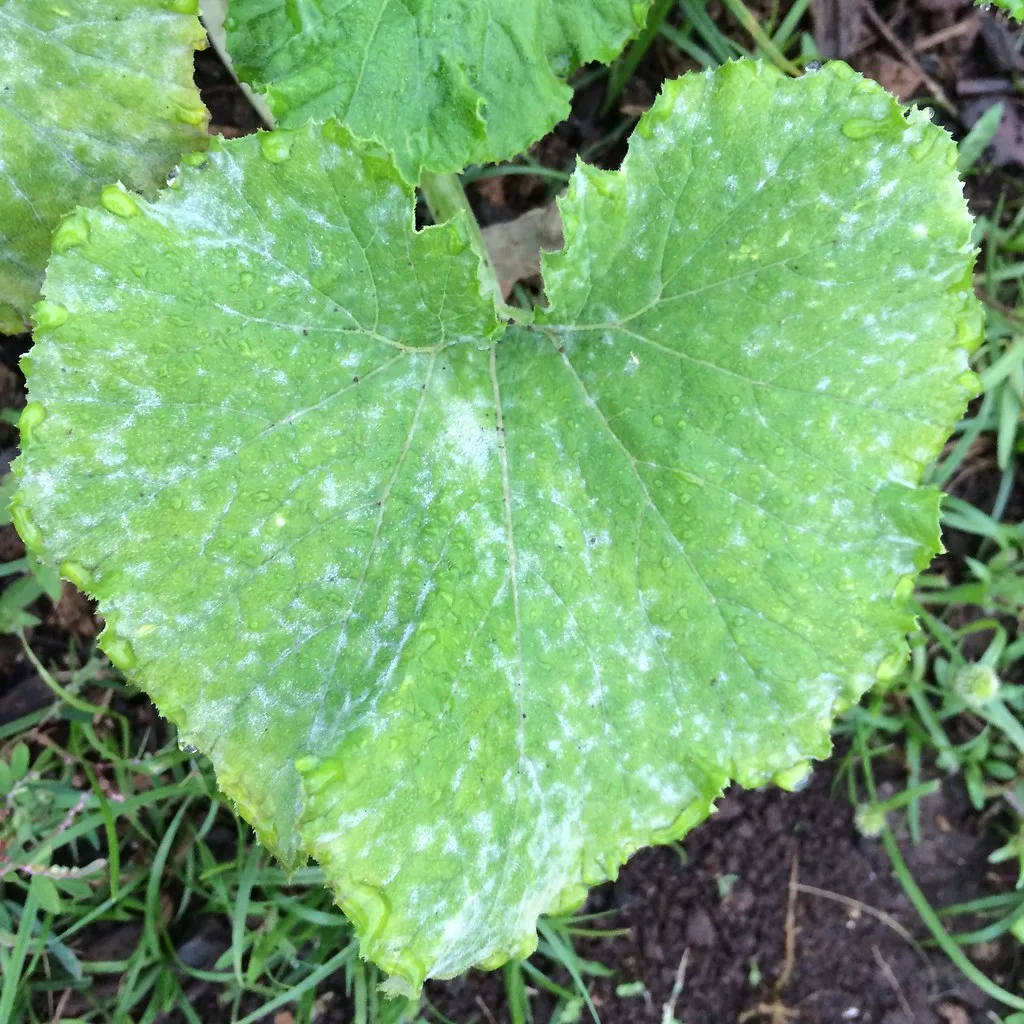 Powdery mildew on plant leaf