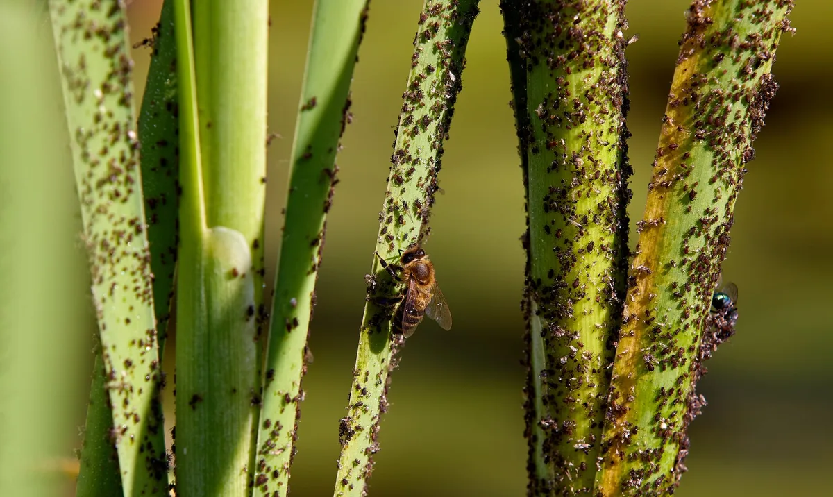 predatory mite release
