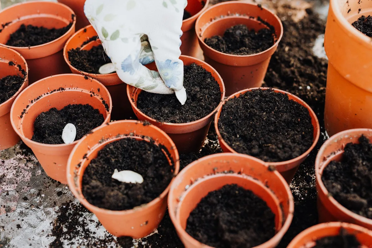 preventing root rot