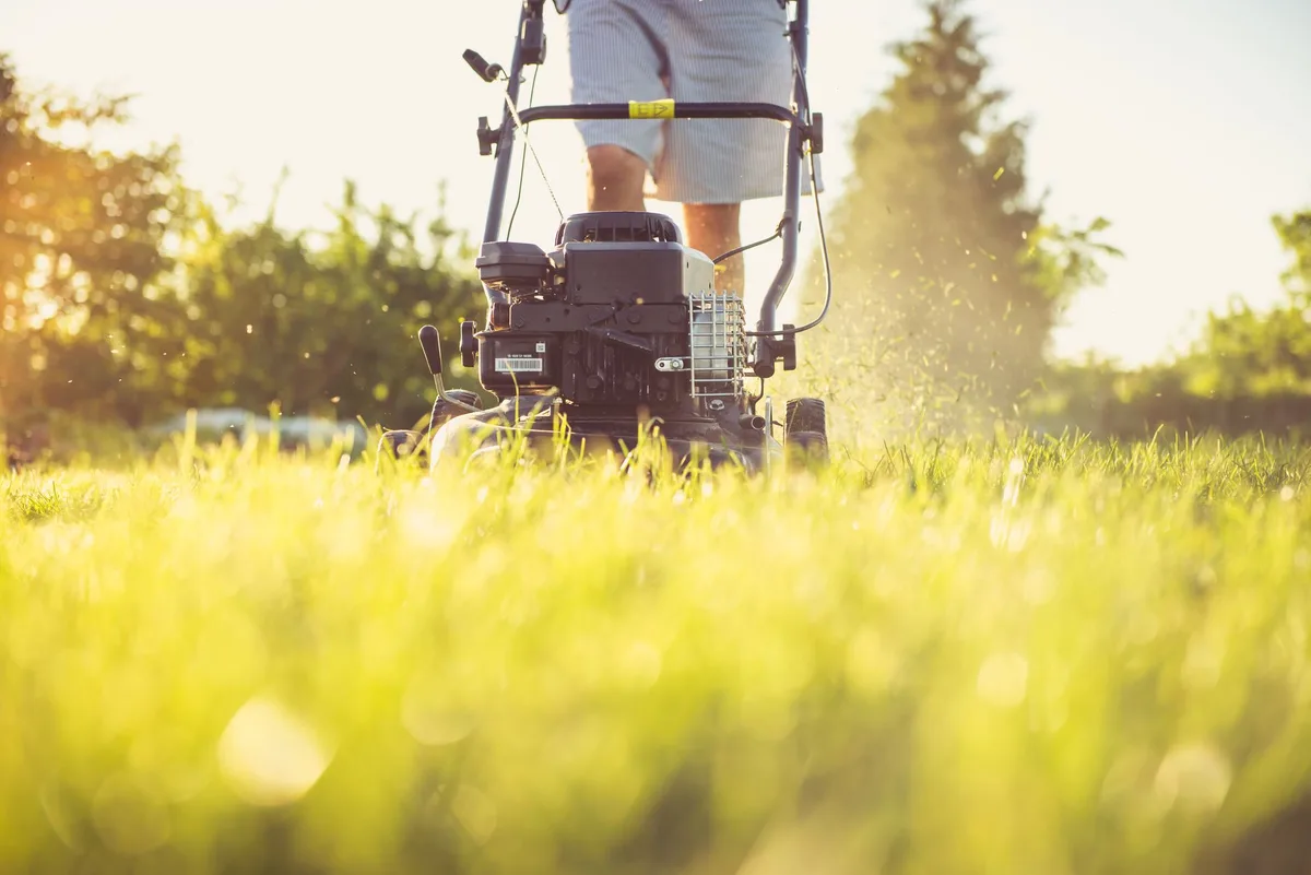 Professional vs DIY lawn care comparison