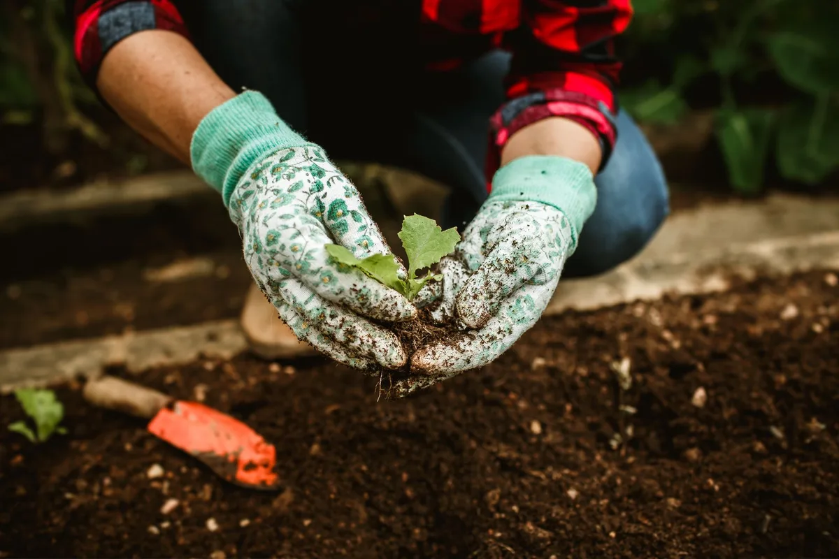 Proper plant spacing for garden to improve air circulation