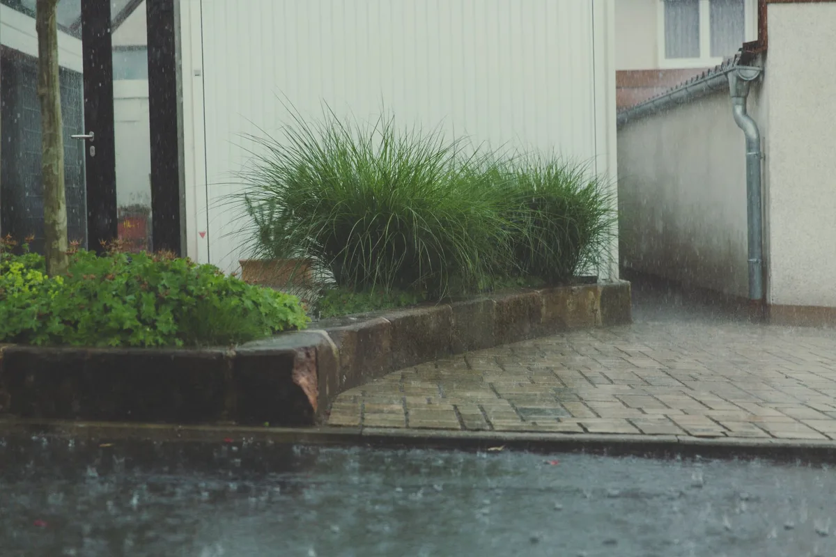 rain garden