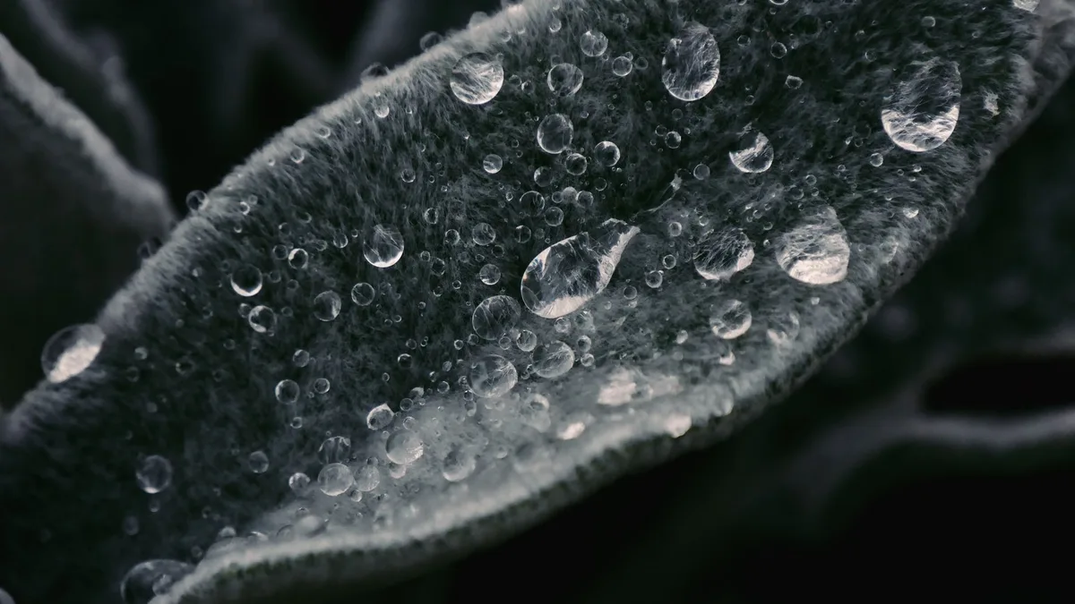 raindrops on leaf macro