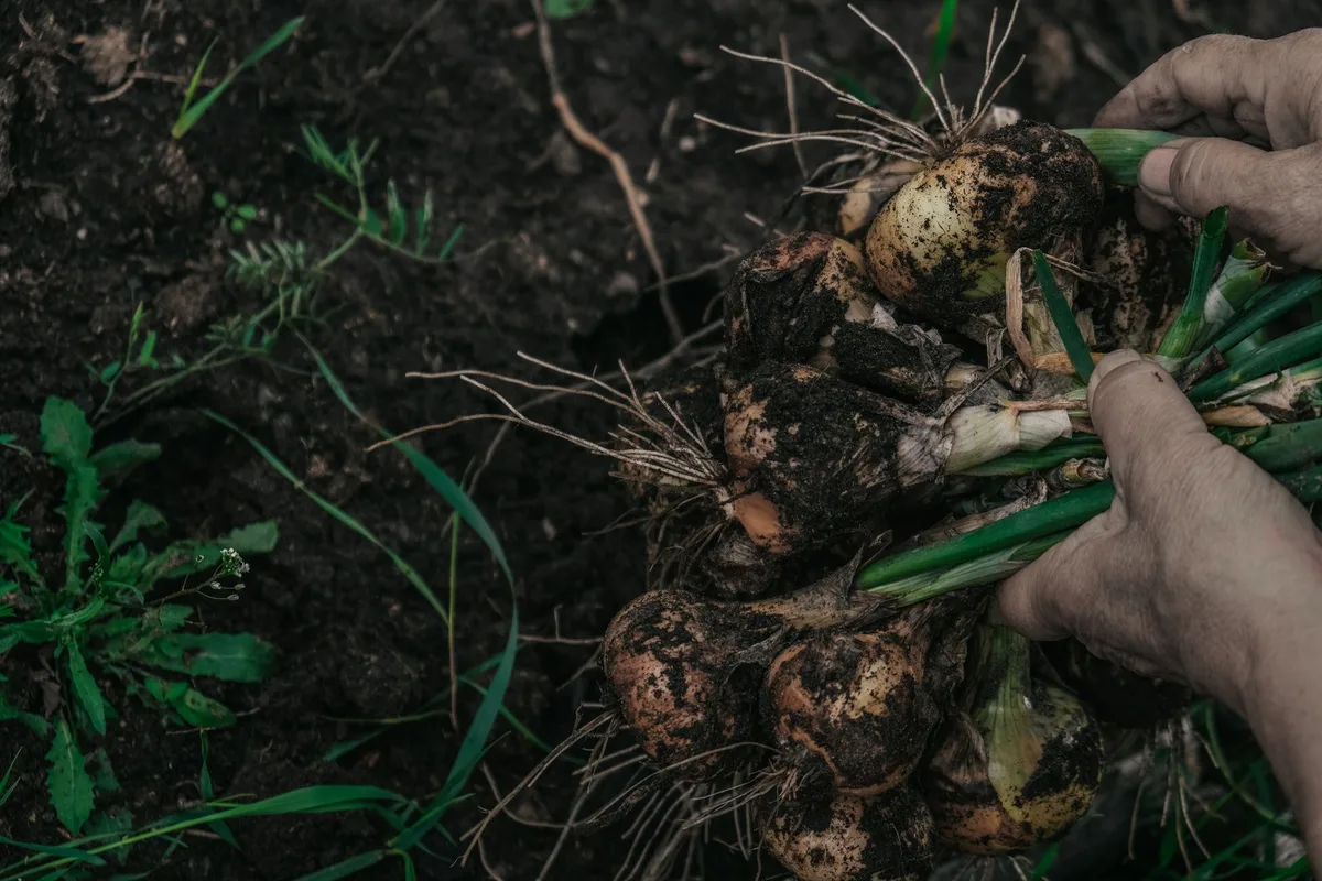 Removing dandelion taproot with hori hori knife