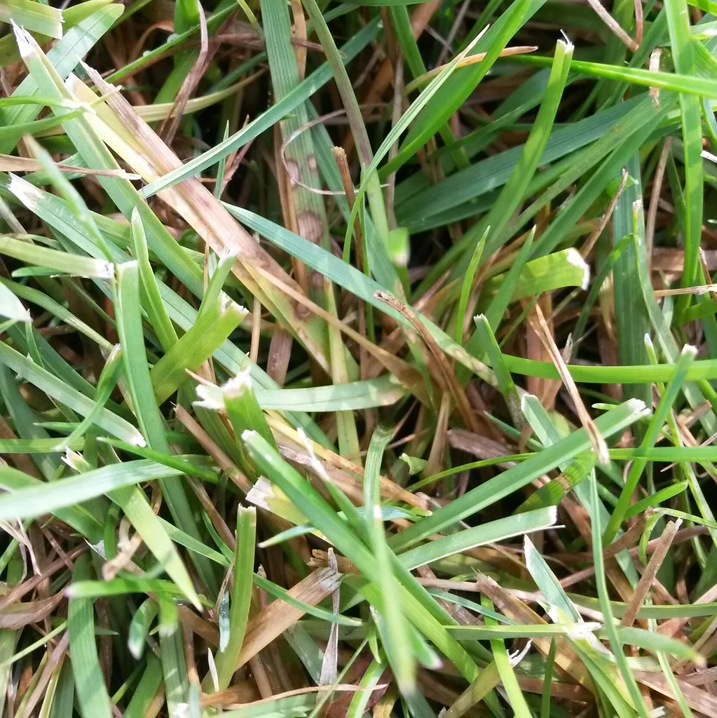 Rhizoctonia patch
