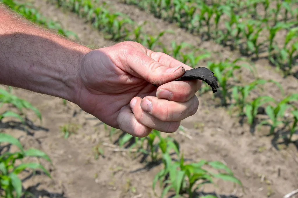 ribbon test soil