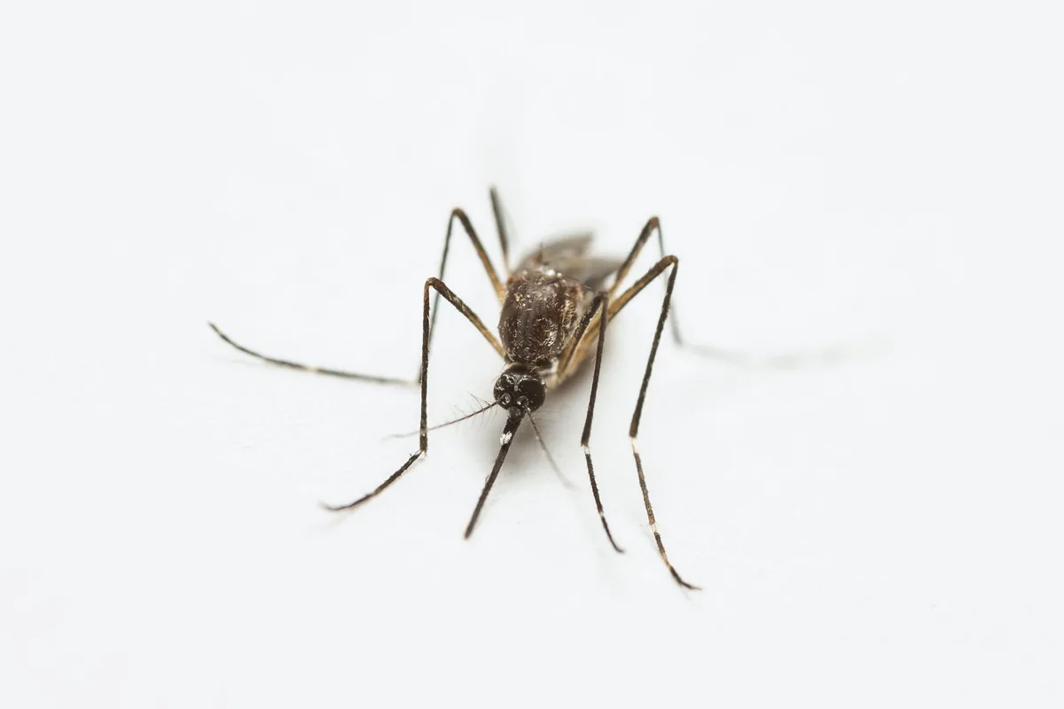 risk factors mosquito control
