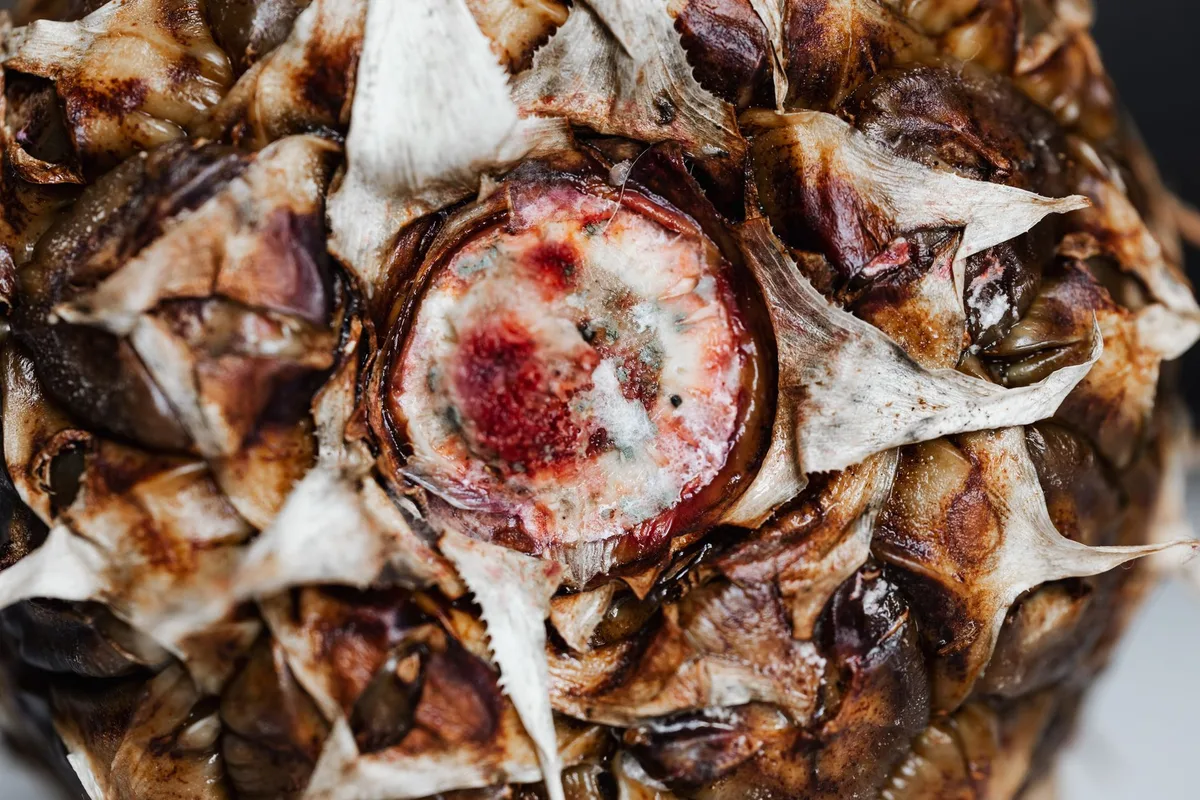 root rot