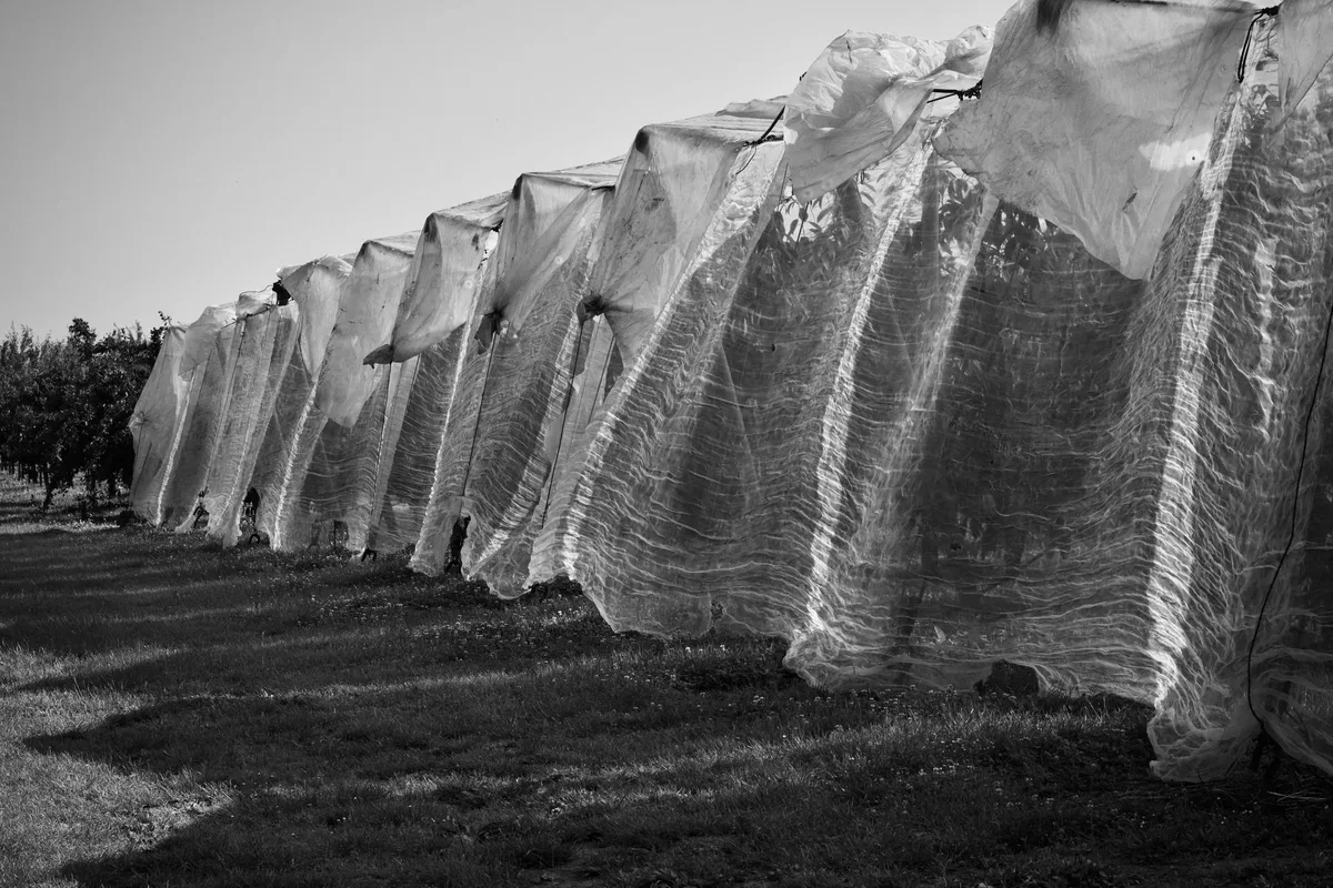 row cover physical barrier