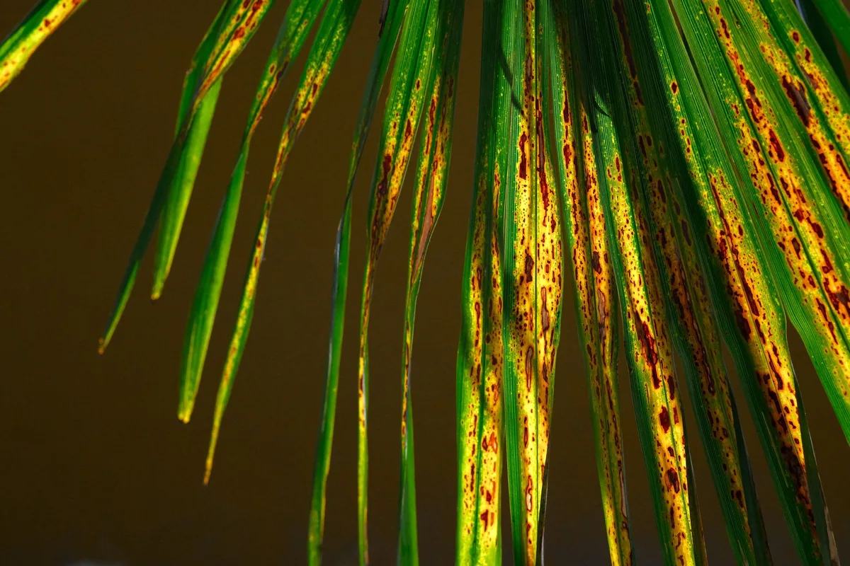 Rust Fungus Leaf