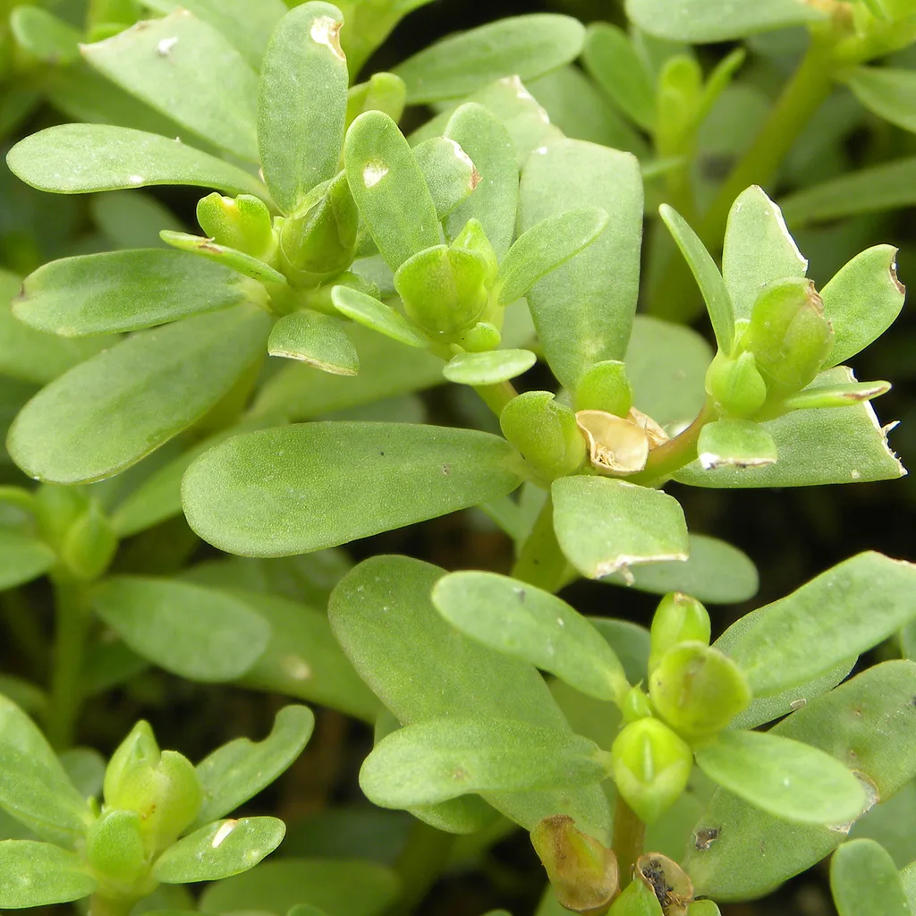 safe replanting after herbicide