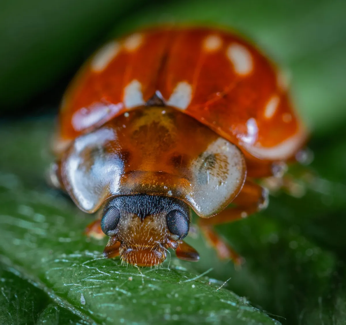 scale insect crawler nymphs magnified